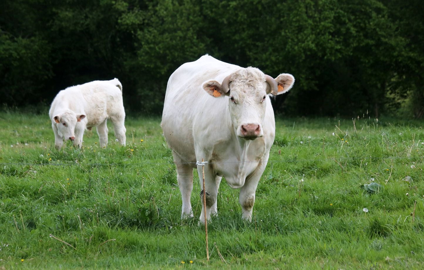 “No hay ganas de hacerte daño, se defienden”… ¿Debemos tener cuidado con las vacas y sus ataques? “No hay ganas de hacerte daño, se defienden”… ¿Debemos tener cuidado con las vacas y sus ataques?